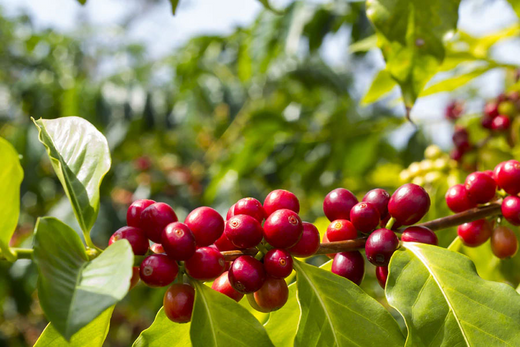 The flavor profile of Ugandan coffee: What to expect in every sip