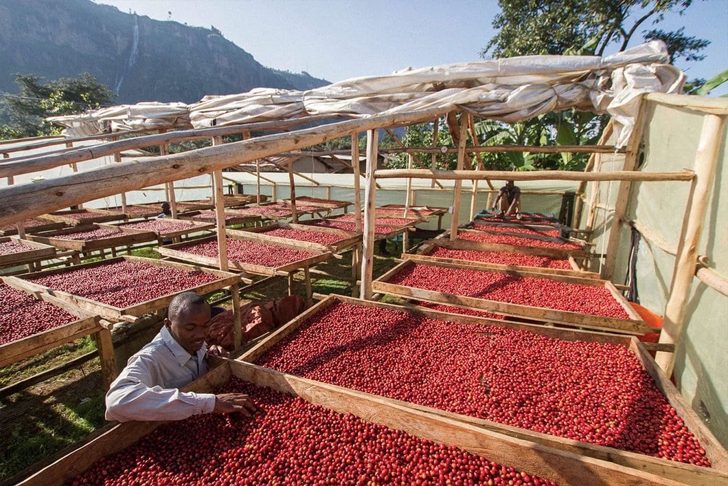 A man carefully sorts coffee beans inside a greenhouse, surrounded by lush greenery and natural light.