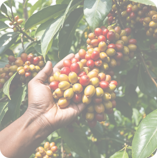 Homeland Coffee How It's Made